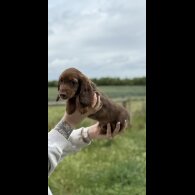 Dachshund (Smooth Haired) - Both