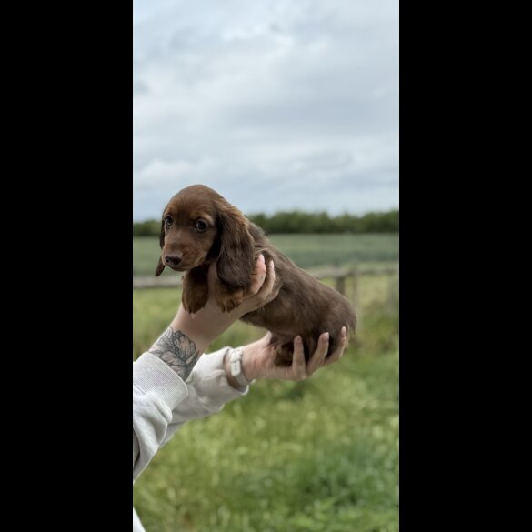 Dachshund (Smooth Haired) - Both