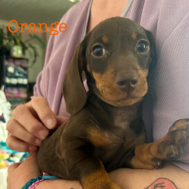 Dachshund (Standard &amp; Miniature) - Both
