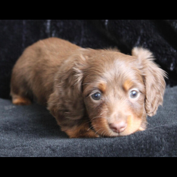 Dachshund (Standard &amp; Miniature) - Both