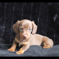 Dachshund (Standard &amp; Miniature) - Both