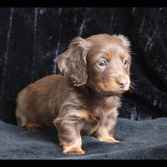 Dachshund (Standard &amp; Miniature) - Both