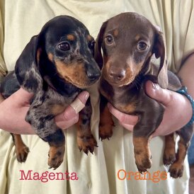 Dachshund (Standard &amp; Miniature) - Both