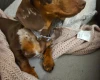 Dachshund (Smooth Haired)