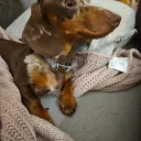 Dachshund (Smooth Haired)