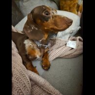 Dachshund (Smooth Haired)