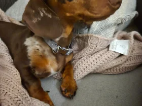 Dachshund (Smooth Haired)