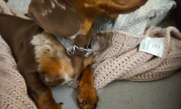 Dachshund (Smooth Haired)