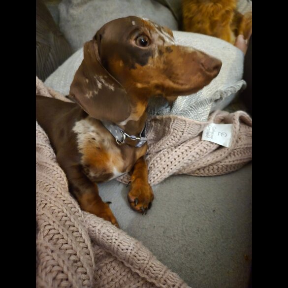 Dachshund (Smooth Haired)