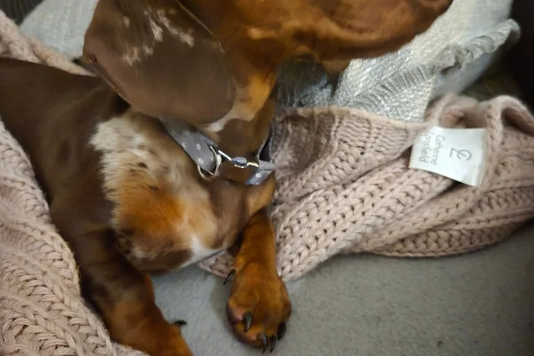 Dachshund (Smooth Haired)
