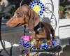 Dachshund (Smooth Haired)