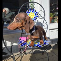 Dachshund (Smooth Haired)