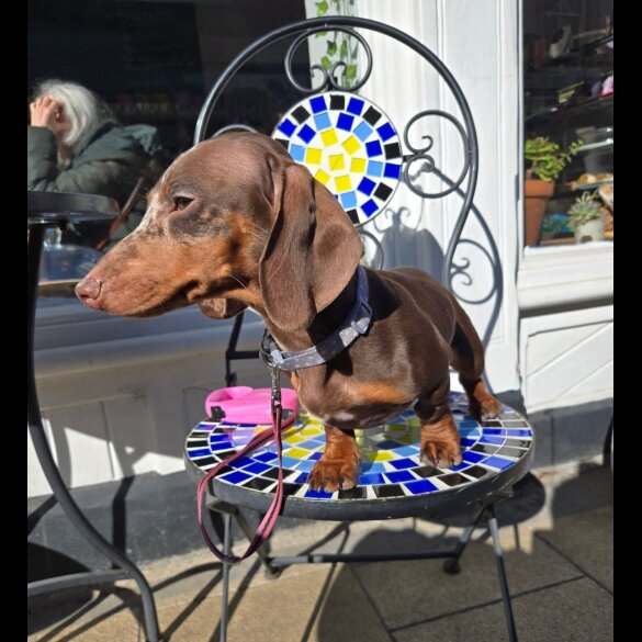 Dachshund (Smooth Haired)