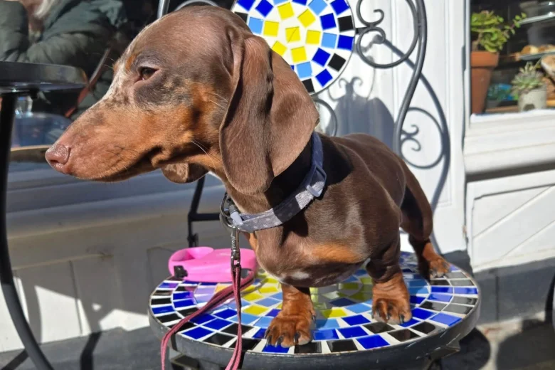 Dachshund (Smooth Haired)