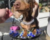 Dachshund (Smooth Haired)