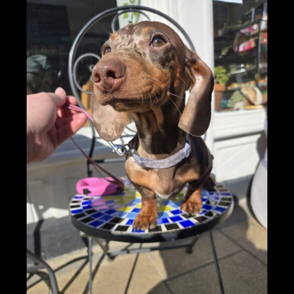 Dachshund (Smooth Haired)