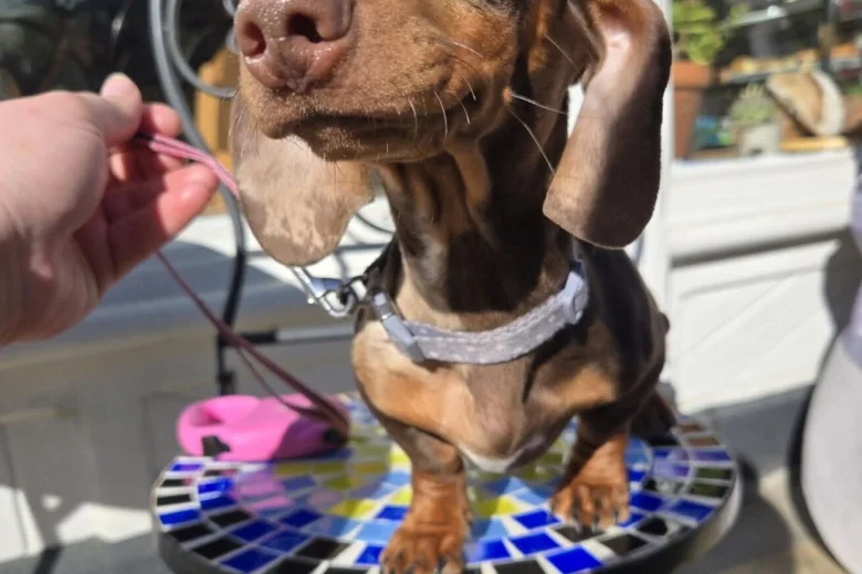 Dachshund (Smooth Haired)