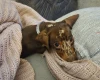 Dachshund (Smooth Haired)