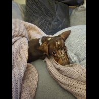 Dachshund (Smooth Haired)