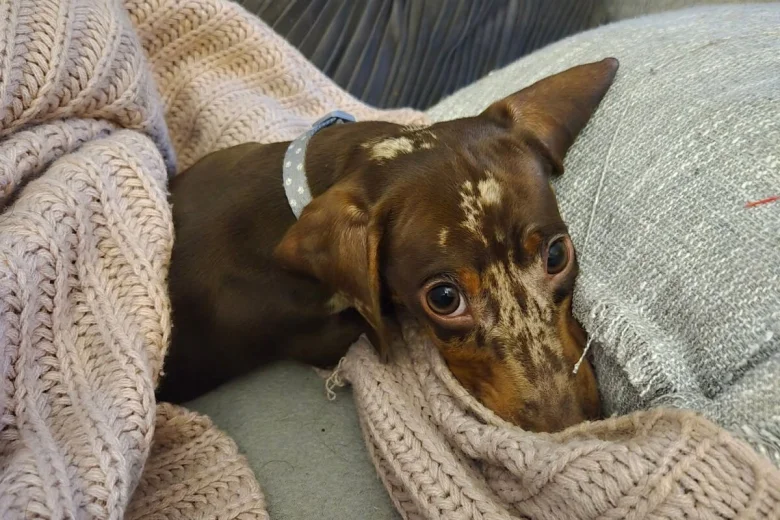 Dachshund (Smooth Haired)