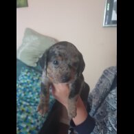 Dachshund (Smooth Haired) - Dogs