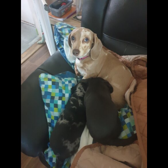 Dachshund (Smooth Haired) - Dogs