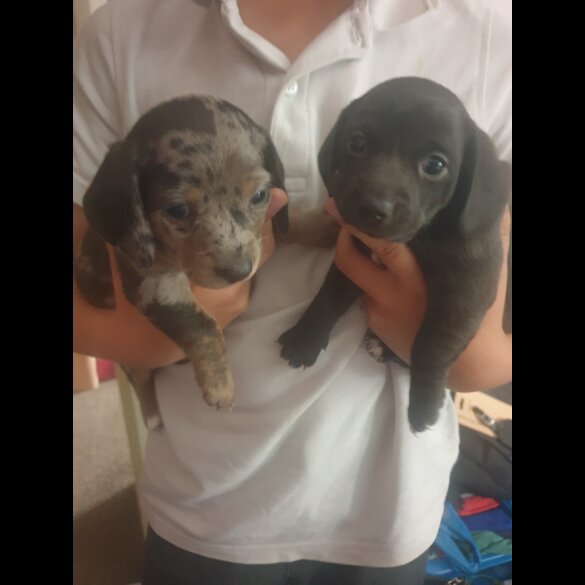 Dachshund (Smooth Haired) - Dogs