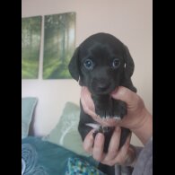 Dachshund (Smooth Haired) - Dogs