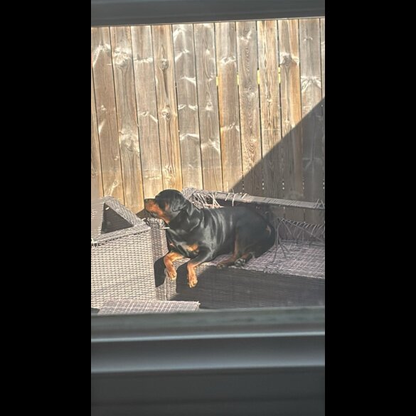 Rottweiler