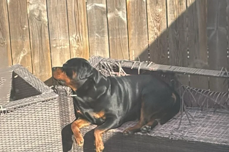 Rottweiler