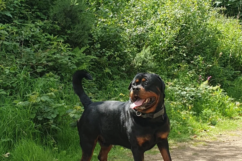 Rottweiler