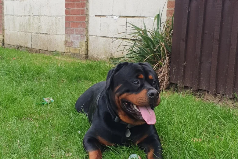 Rottweiler