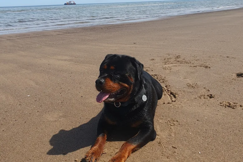Rottweiler