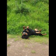 Rottweiler