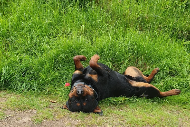 Rottweiler