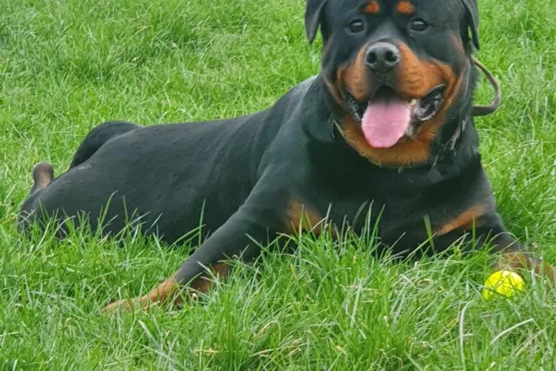 Rottweiler