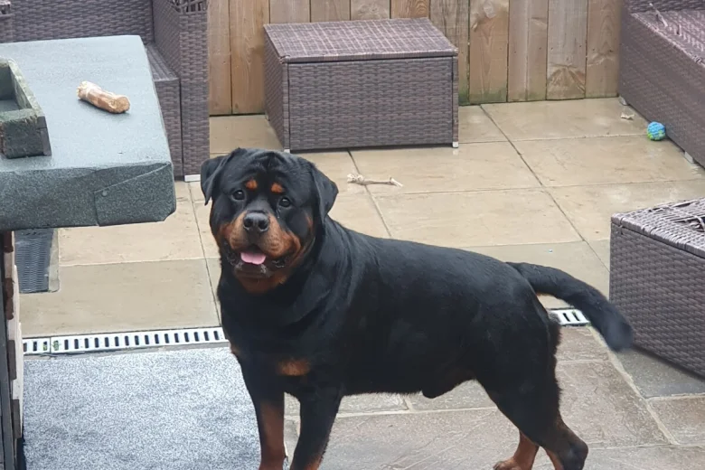 Rottweiler