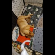 Dogue De Bordeaux - Both