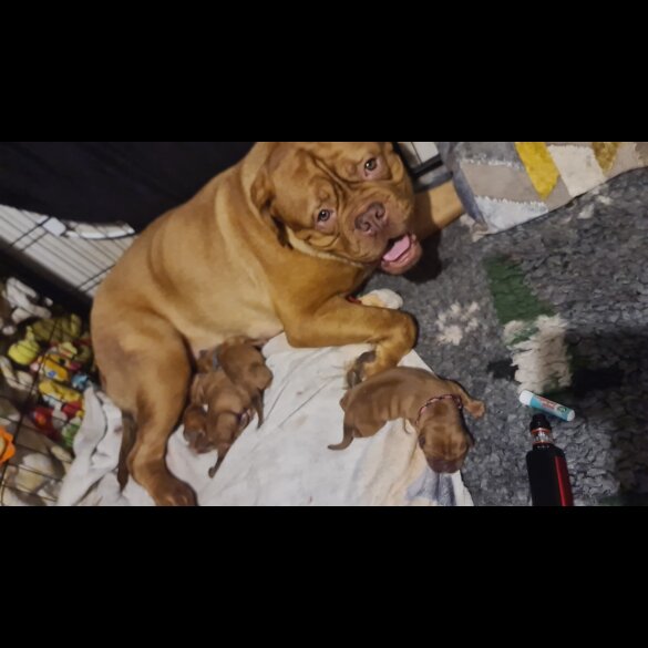 Dogue De Bordeaux - Both