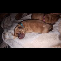 Dogue De Bordeaux - Both