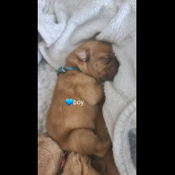 Dogue De Bordeaux - Both