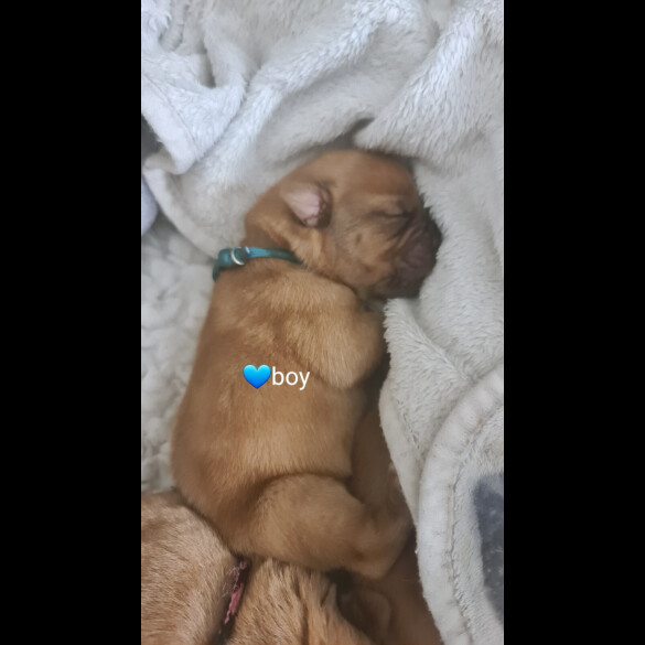 Dogue De Bordeaux - Both