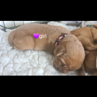 Dogue De Bordeaux - Both