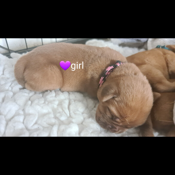 Dogue De Bordeaux - Both