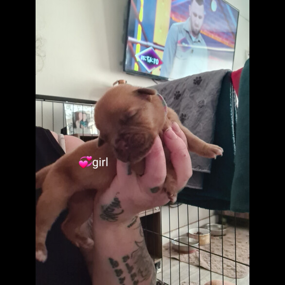 Dogue De Bordeaux - Both