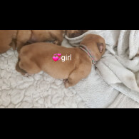 Dogue De Bordeaux - Both