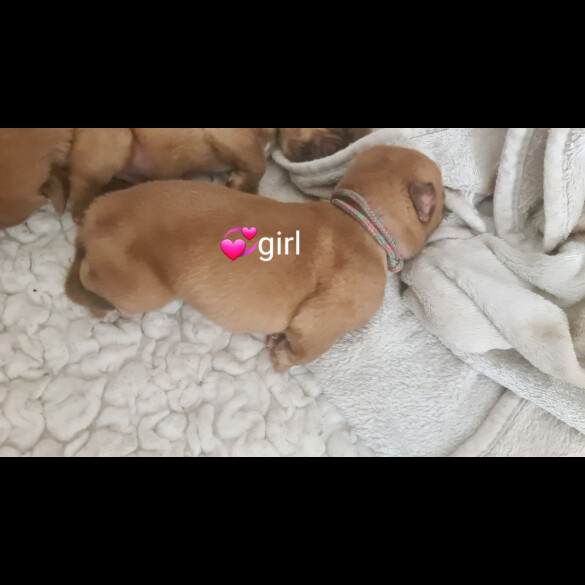 Dogue De Bordeaux - Both