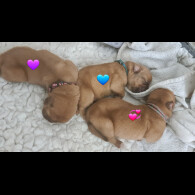Dogue De Bordeaux - Both