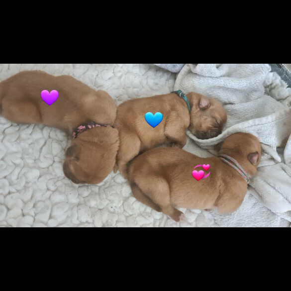 Dogue De Bordeaux - Both