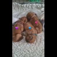 Dogue De Bordeaux - Both